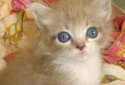 Ojos Azules 2 - cat Breeds | კატის ჯიშები | katis jishebi